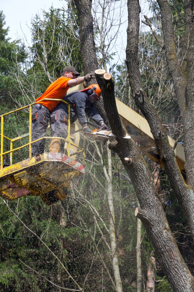 Baumpflege Baumkontrolle Oberhausen