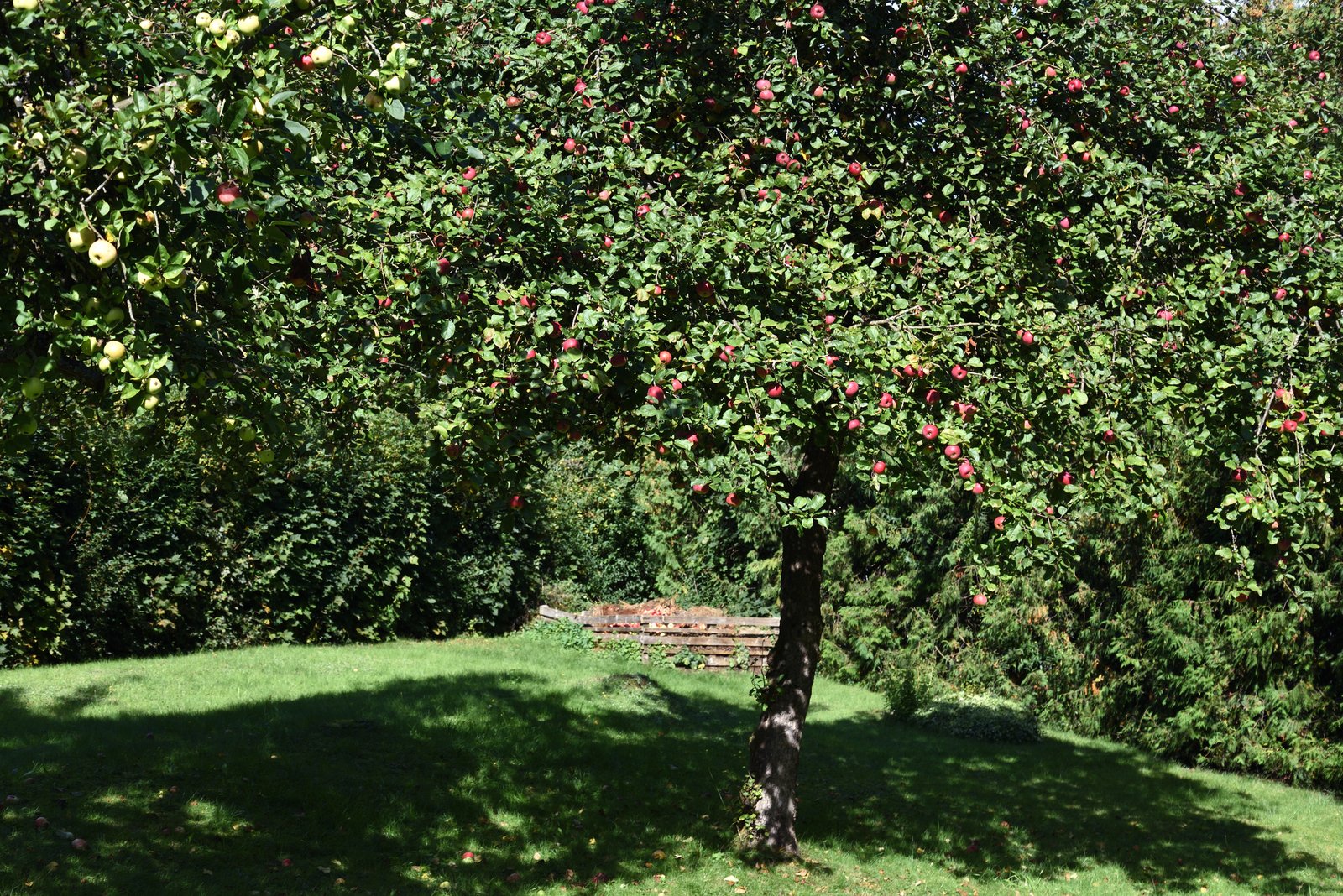 Apfelbaum schneiden Obstbaumschnitt Baumpflege Oberhausen